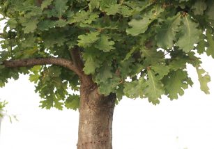 фотография дуба с листьями