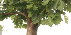 фотография дуба с листьями